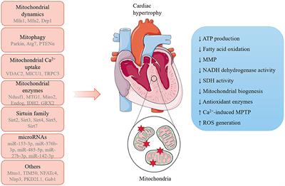 Mitochondria in Pathological Cardiac Hypertrophy Research and Therapy